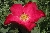 Rose of Picardy