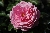 Sch�ne Elise
