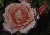 Mme. Rosalia