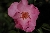 Pink Dream