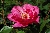 Pink Dream