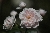 M�rchenfee