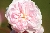 M�rchenfee