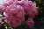 Geschwinds Nordlandrose
