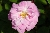 Geschwinds Nordlandrose - Kletterrosen und Rambler
