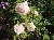 Pfaffst�dt