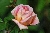 Ren� Andr�