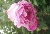 Bourbon Queen - Rosa Borbonica