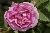 Bourbon Queen - 