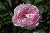 C�leste