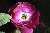 Violette - Kletterrosen und Rambler