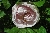 K�nigin von Russland