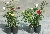 3 Kletterrosen im Paket