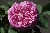 Baronne Pr�vost