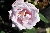 La Rose du Petit Prince