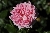 La Rose de Molinard
