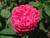 Rose de Resht