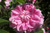 Trigintipetala (`Rose von Kazanlik`)