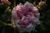 Agathe Incarnata