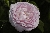 Duchesse de Montebello