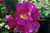 Officinalis (`Apothekerrose`)