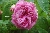 Paeonienrose