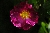 Violacea ('La Belle Sultane')
