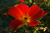 Foetida Bicolor