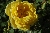 Persian Yellow