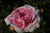 K�nigin von D�nemark (Reine du Danemark)