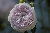 Maidens Blush ('Petite cuisse de Nymphe')