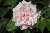 Madame Alfred Carri�re