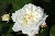 Wei�e Gru� an Aachen - Polyantharosen