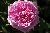 Comte de Chambord