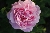 Baronne Adolphe de Rothschild