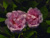 Great Maidens Blush ('Cuisse de Nymphe')