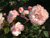 Rosa Gru� an Aachen