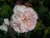 Multiflore de Vaumarcus