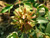 Viridiflora - China Rose