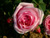 Comte de Chambord