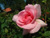 Jardins de Vilandry