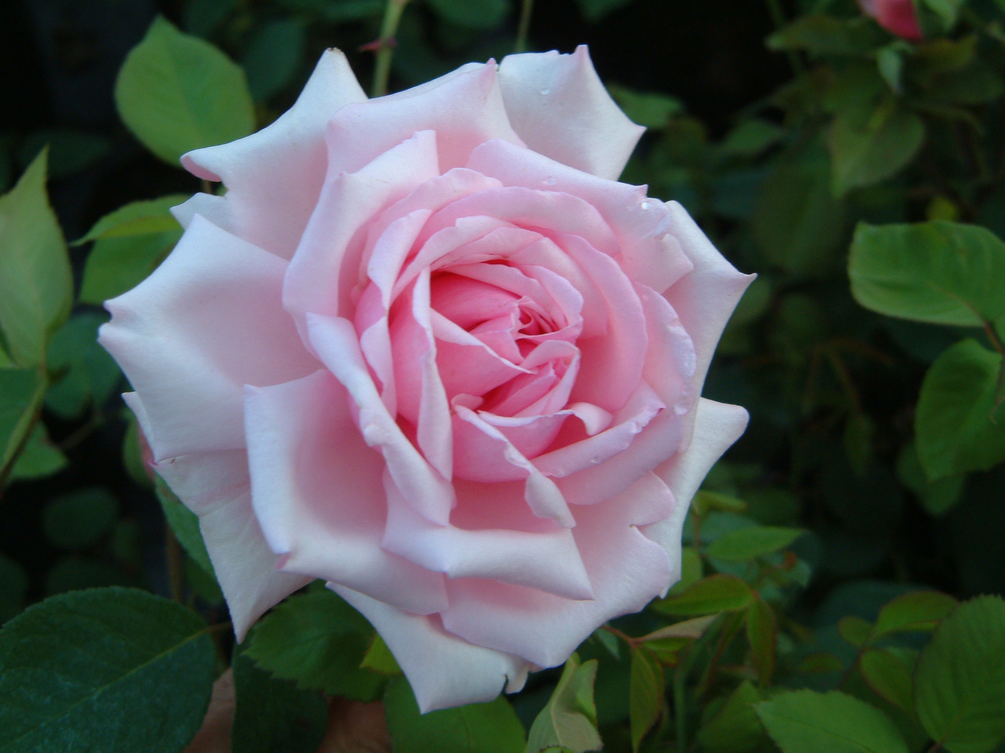la france (teehybriden) ab € 9,90 - www.schmid-gartenpflanzen.de - Rose ...