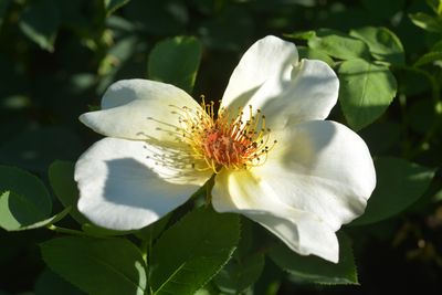 Rosier Golden Wings
