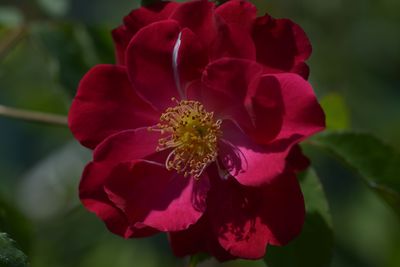Wilhelm