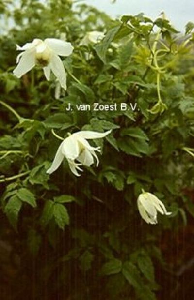 Clematis macropetala 'White Lady'