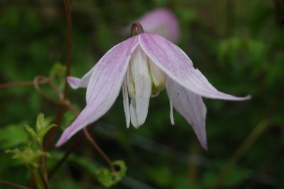Clematis alpina 'Foxy'