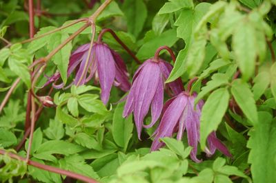 Clematis macropetala 'Jan Lindmark'