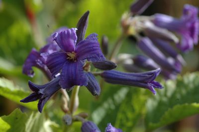 Clematis 'New Love PBR & PP'