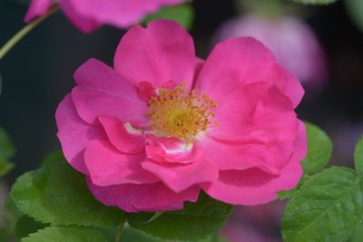 Portland ('Duchesse of Portland')
