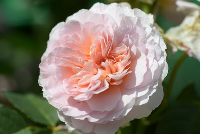 Rosier Eustacia Vye